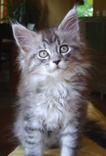 Maine Coon Katze Kijani