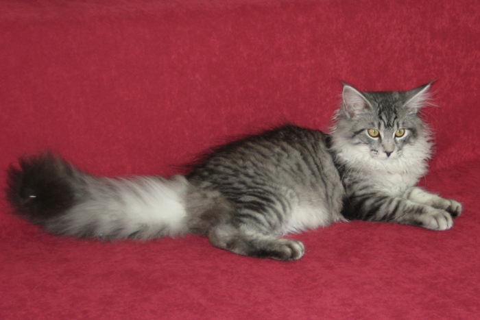 Maine Coon Katze Kijani